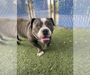 Bulldog-Unknown Mix Dogs for adoption in Chula Vista, CA, USA