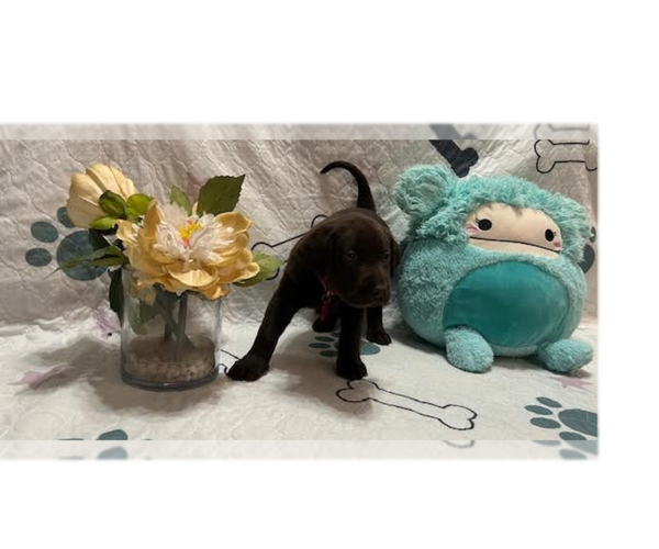 Medium Photo #2 Labrador Retriever Puppy For Sale in WEBSTER, FL, USA