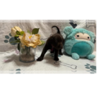 Small #1 Labrador Retriever