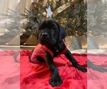 Small Photo #9 Cane Corso Puppy For Sale in FULTONVILLE, NY, USA