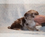 Small #6 Shih Tzu