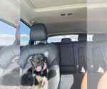Small #2 German Shepherd Dog Mix