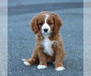 Cavapoo Puppy for sale in EPHRATA, PA, USA
