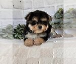 Small #20 Morkie