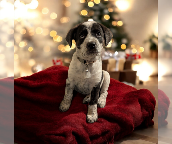 Medium Photo #12 Boxador Puppy For Sale in Vail, AZ, USA