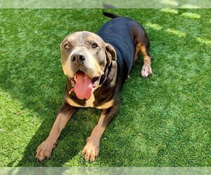 Mastiff-Unknown Mix Dogs for adoption in Moreno Valley, CA, USA