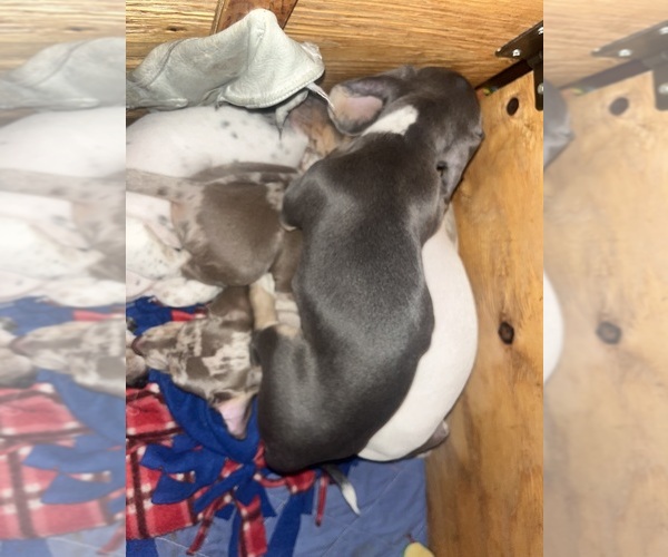 Medium Photo #11 Dachshund Puppy For Sale in LAKEBAY, WA, USA