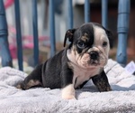 Small #1 English Bulldog