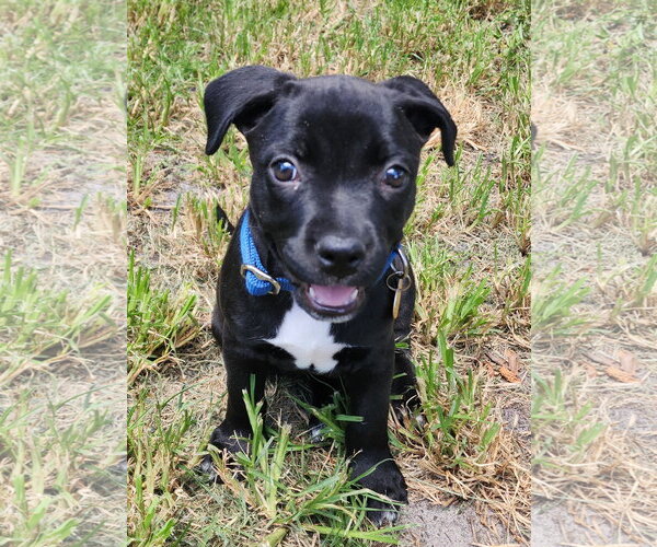 Medium Photo #13 American Staffordshire Terrier-Unknown Mix Puppy For Sale in Royal Palm Beach, FL, USA