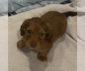 Dachshund Puppy for sale in CHARLOTTESVILLE, VA, USA