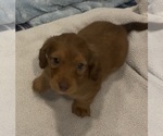 Image preview for Ad Listing. Nickname: Hershey