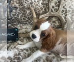 Small #4 Cavalier King Charles Spaniel