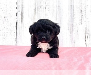 Aussiedoodle Miniature Puppy for sale in EL CAMPO, TX, USA