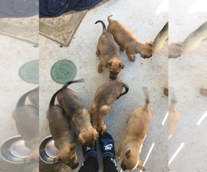 American Pit Bull Terrier-German Shepherd Dog Mix Puppy for sale in VICTORVILLE, CA, USA