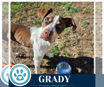 Grady 101726 - Male Mutt Dog for Adoption - Small photo