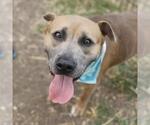 Small American Staffordshire Terrier Mix