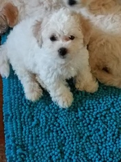 Maltipoo Puppy for sale in CEDAR CREEK, TX, USA
