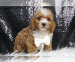 Puppy Diggie Smalls Poodle (Toy)