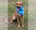 Small Photo #2 Black Mouth Cur-Labrador Retriever Mix Puppy For Sale in Bandera, TX, USA