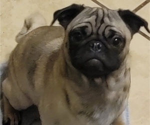 Mother of the Pug puppies born on 01/29/2025