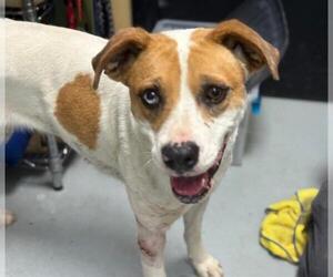 American Pit Bull Terrier-Unknown Mix Dogs for adoption in Tulsa, OK, USA
