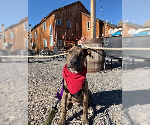 Medium Photo #2 American Staffordshire Terrier-Unknown Mix Puppy For Sale in Fort Collins, CO, USA