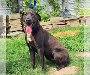 Labrador Retriever-Unknown Mix Dogs for adoption in Wetumpka, AL, USA