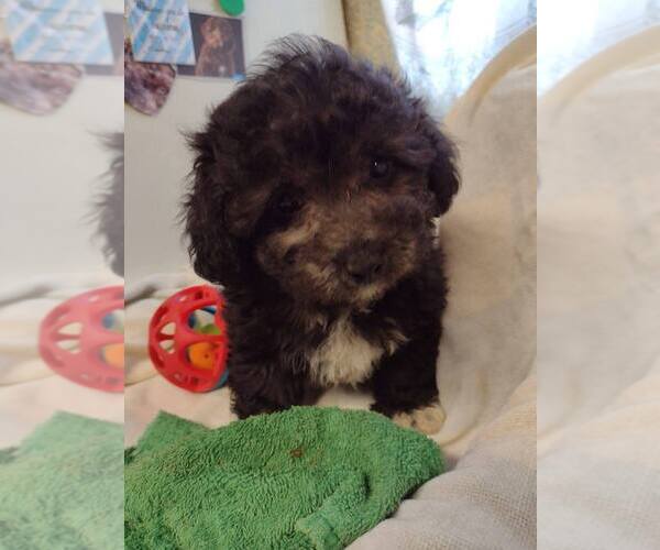 Medium Photo #4 ShihPoo Puppy For Sale in SALUDA, SC, USA