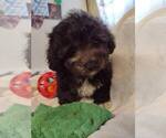 Small Photo #4 ShihPoo Puppy For Sale in SALUDA, SC, USA