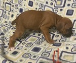 Small Photo #6 Boxer Puppy For Sale in BAYTOWN, TX, USA