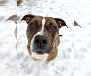 Sage - Female American Staffordshire Terrier-Boxer Mix Dog for Adoption - Photo #2