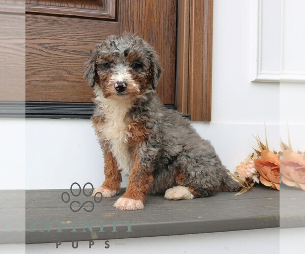 Medium Photo #3 Bernedoodle (Miniature) (+ Poodle Miniature) Puppy For Sale in NARVON, PA, USA