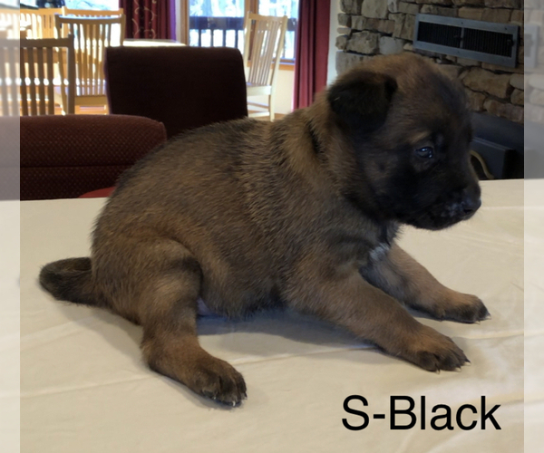 Medium Photo #15 Belgian Malinois Puppy For Sale in LABADIE, MO, USA
