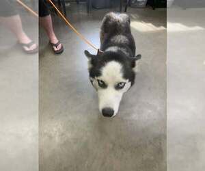 - Mix Dogs for adoption in Fairfield, IL, USA