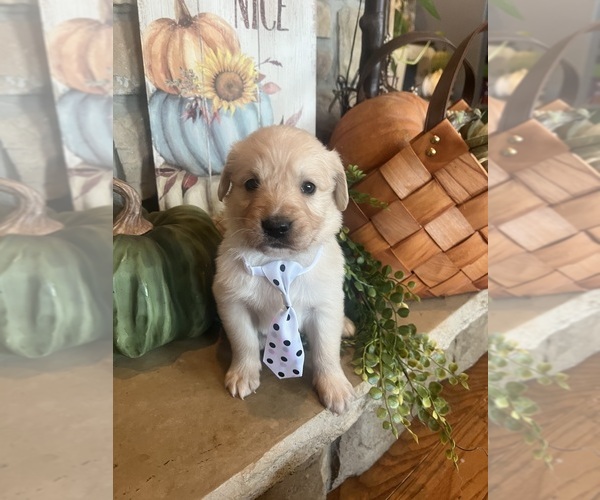 Medium Photo #6 English Cream Golden Retriever Puppy For Sale in RICHLAND, MO, USA