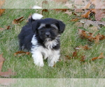 Small Photo #5 Havanese Puppy For Sale in THREE RIVERS, MI, USA