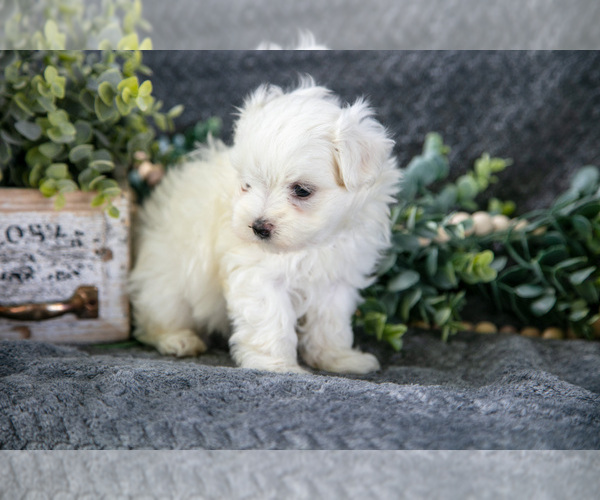 Medium Photo #9 Maltese Puppy For Sale in HOLMESVILLE, OH, USA