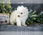 Small Photo #9 Maltese Puppy For Sale in HOLMESVILLE, OH, USA