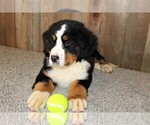 Small Photo #5 Bernese Mountain Dog Puppy For Sale in HORN CREEK, CO, USA