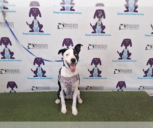 Mutt Dogs for adoption in Orlando, FL, USA
