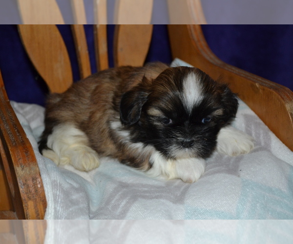 Medium Photo #4 Shih Tzu Puppy For Sale in GREENWOOD, WI, USA