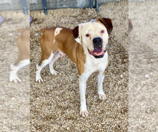 Medium Photo #2 Boxer Puppy For Sale in Austin, TX, USA