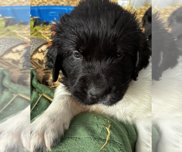 Medium Photo #2 Newfoundland Puppy For Sale in SAXTONS RIVER, VT, USA