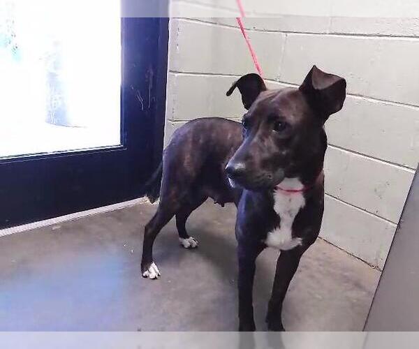 Medium Photo #1 Mutt Puppy For Sale in Tulsa, OK, USA