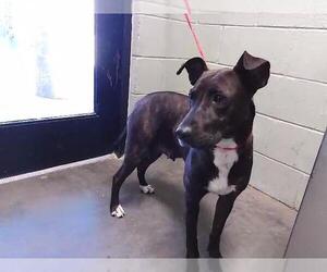 Mutt Dogs for adoption in Tulsa, OK, USA