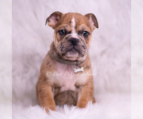 Medium Photo #2 Bulldog Puppy For Sale in WARSAW, IN, USA