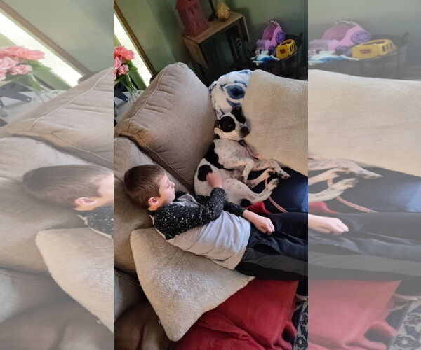 Medium Photo #5 Mutt Puppy For Sale in New London, WI, USA