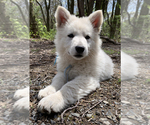 Small Photo #4 German Shepherd Dog Puppy For Sale in WASHINGTON, NJ, USA
