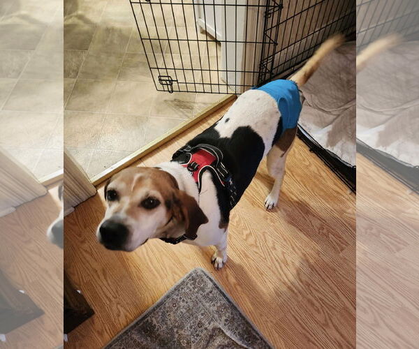 Medium Photo #6 Mutt Puppy For Sale in Westwood, NJ, USA