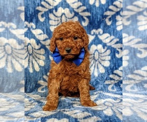 Goldendoodle Puppy for sale in GLEN ROCK, PA, USA